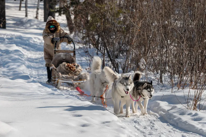 Attend a Dog Musher School