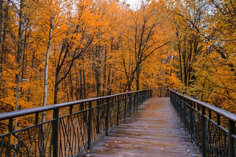 Gorkinsko-Ometyevsky Forest