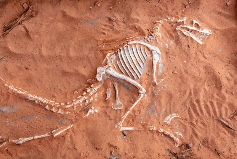 Paleontological Museum