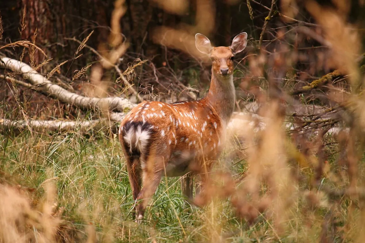 "Losiny Ostrov" National Park