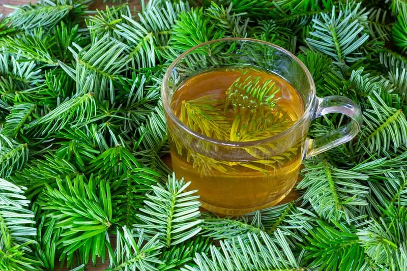 Conifer Tea with the Aroma of Kamchatka Herbs
