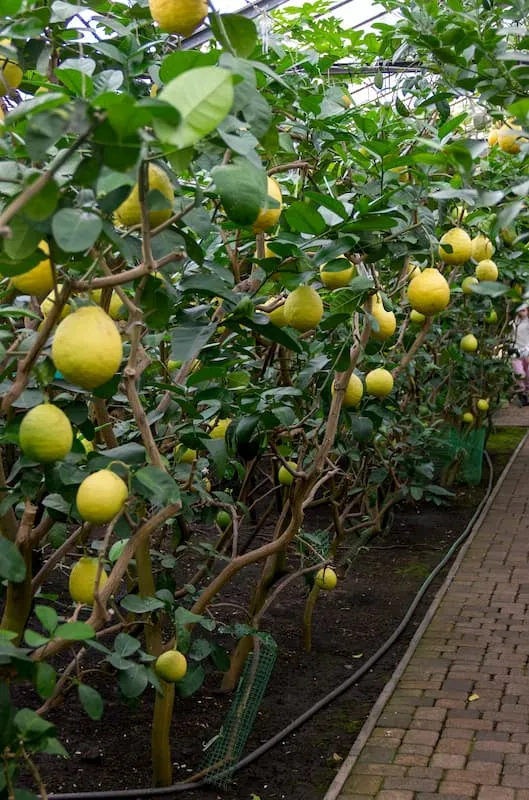Lemons from the Narovchat Lemonarium