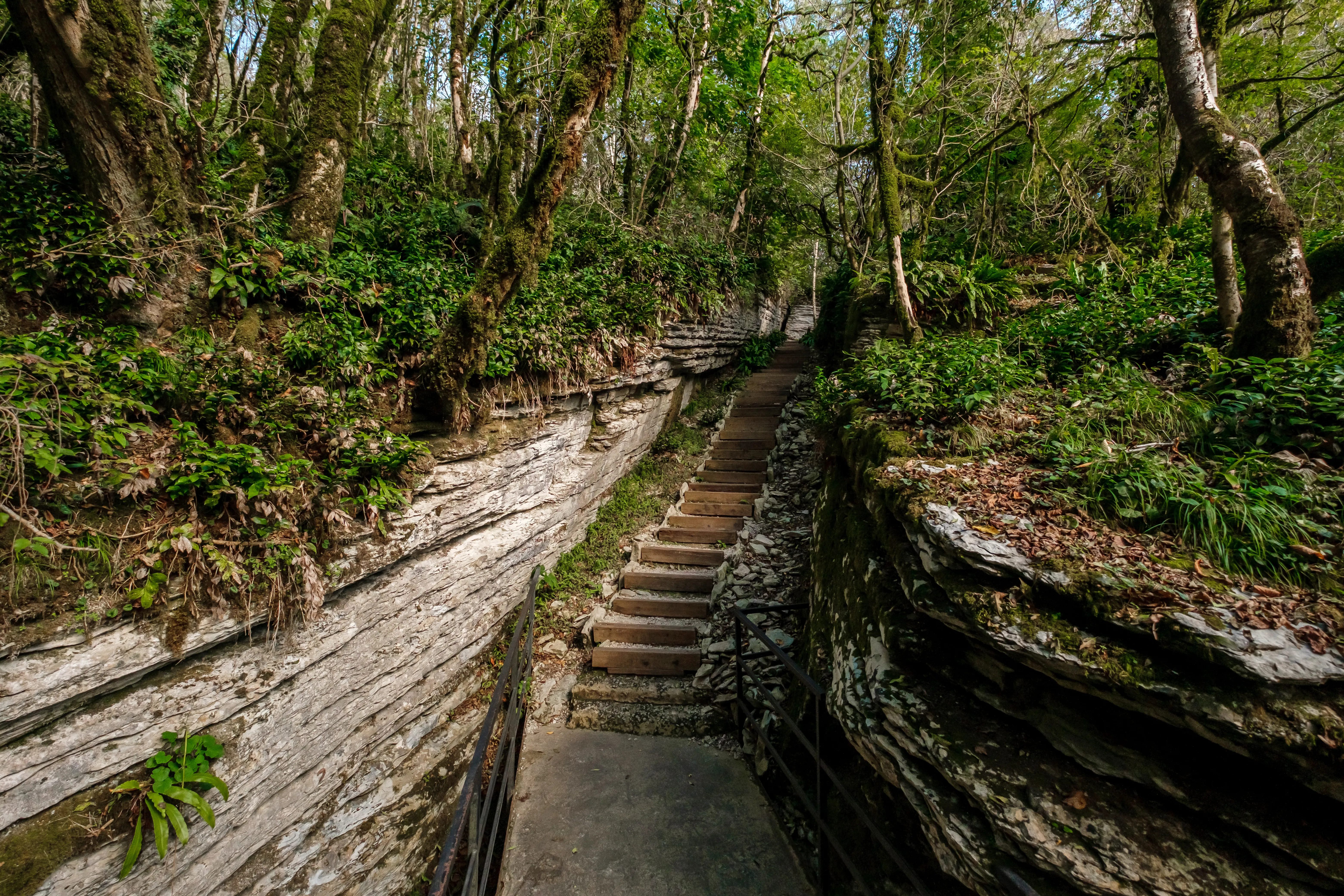 Yew and Boxwood Grove