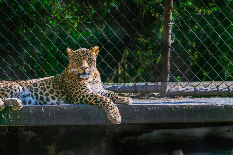 Chita City Zoo