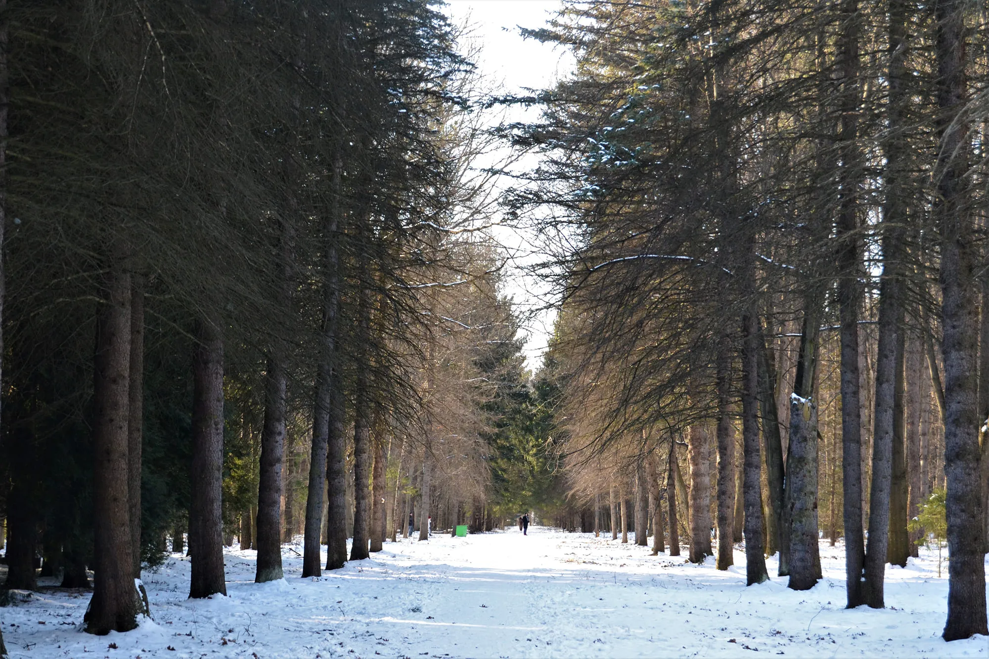 Vladikavkaz Arboretum
