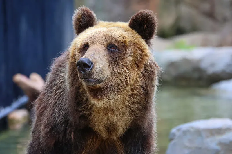 Vladikavkaz Zoo
