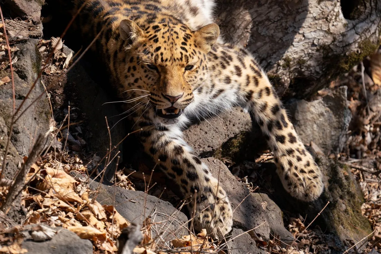 Primorye Safari Park