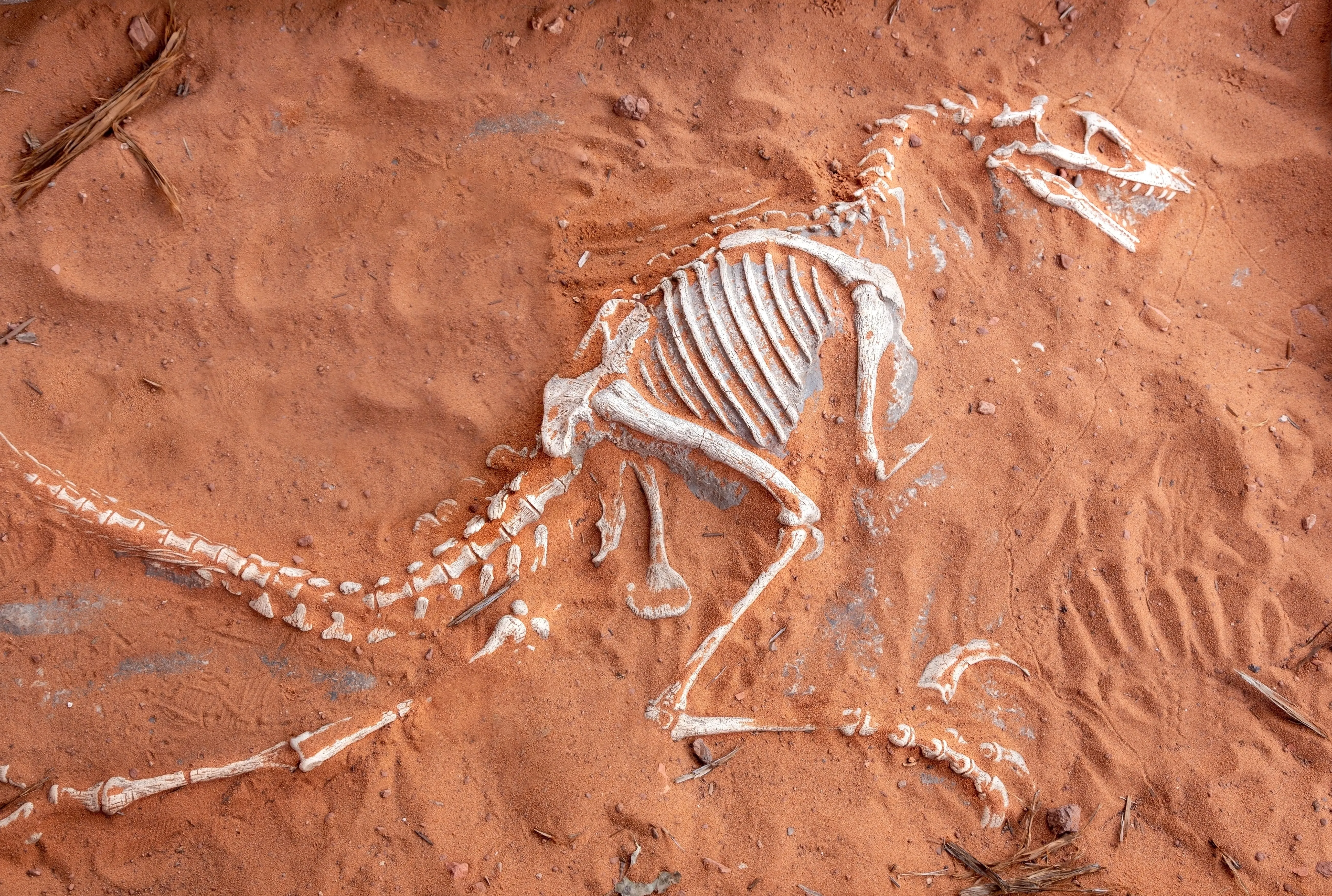 Paleontological Museum