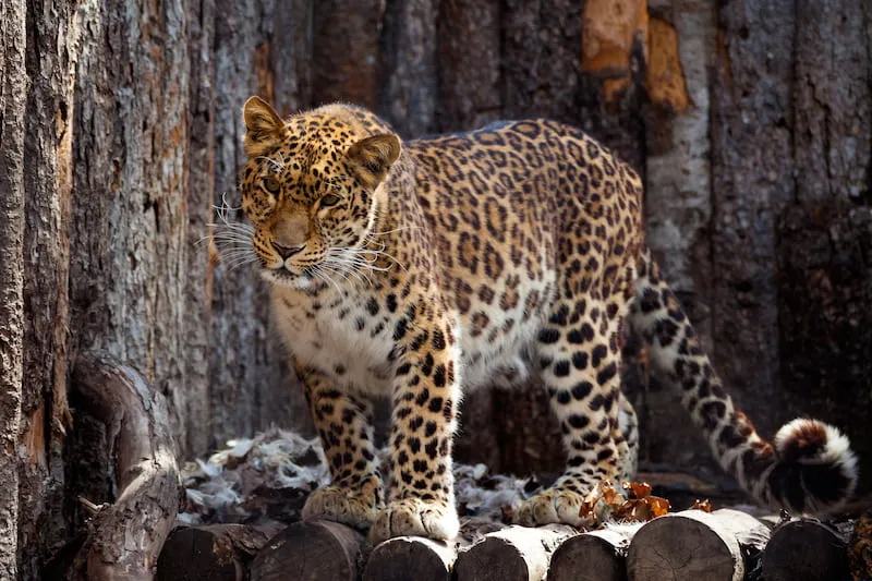 "Priamursky" Zoo