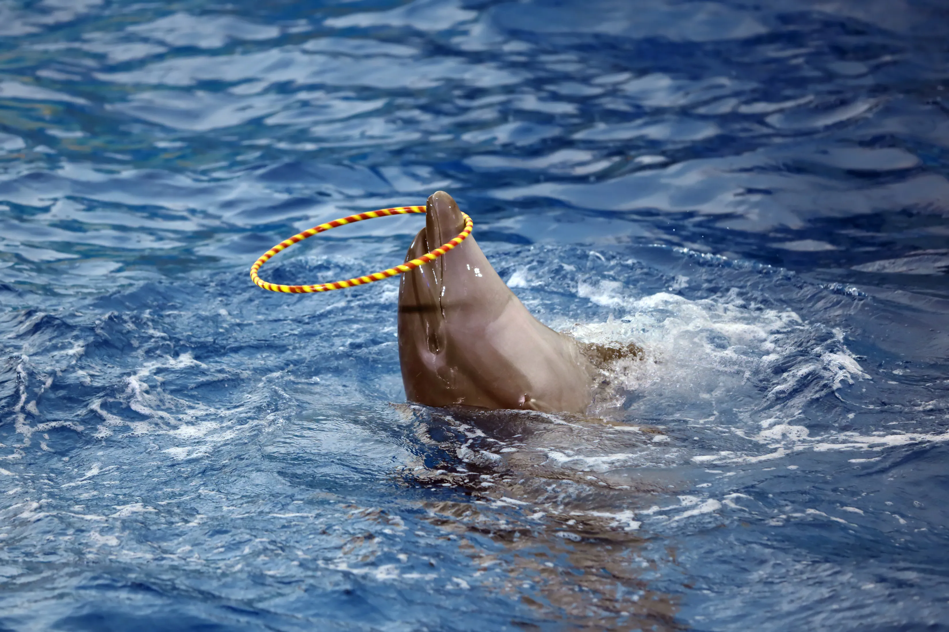 The Big Sochi Dolphinarium