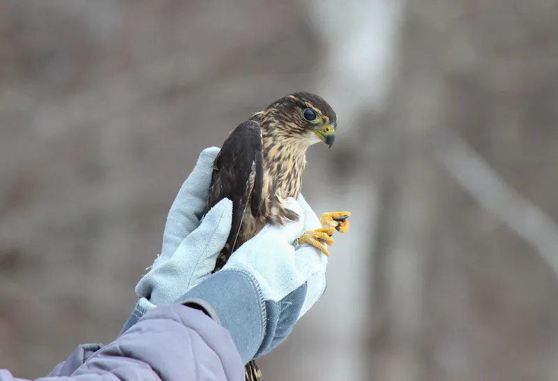 Rehabilitation Center “Birds’ Haven” in the Volga-Akhtuba Floodplain Nature Park
