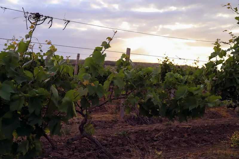 Derbent Wine Winery