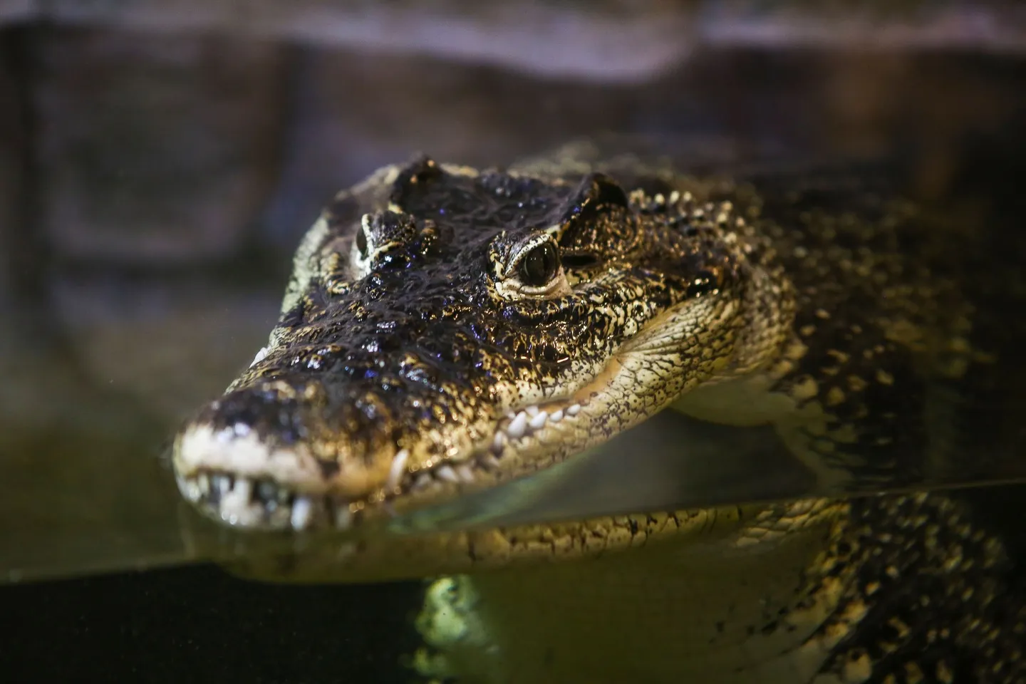 Crocodilarium