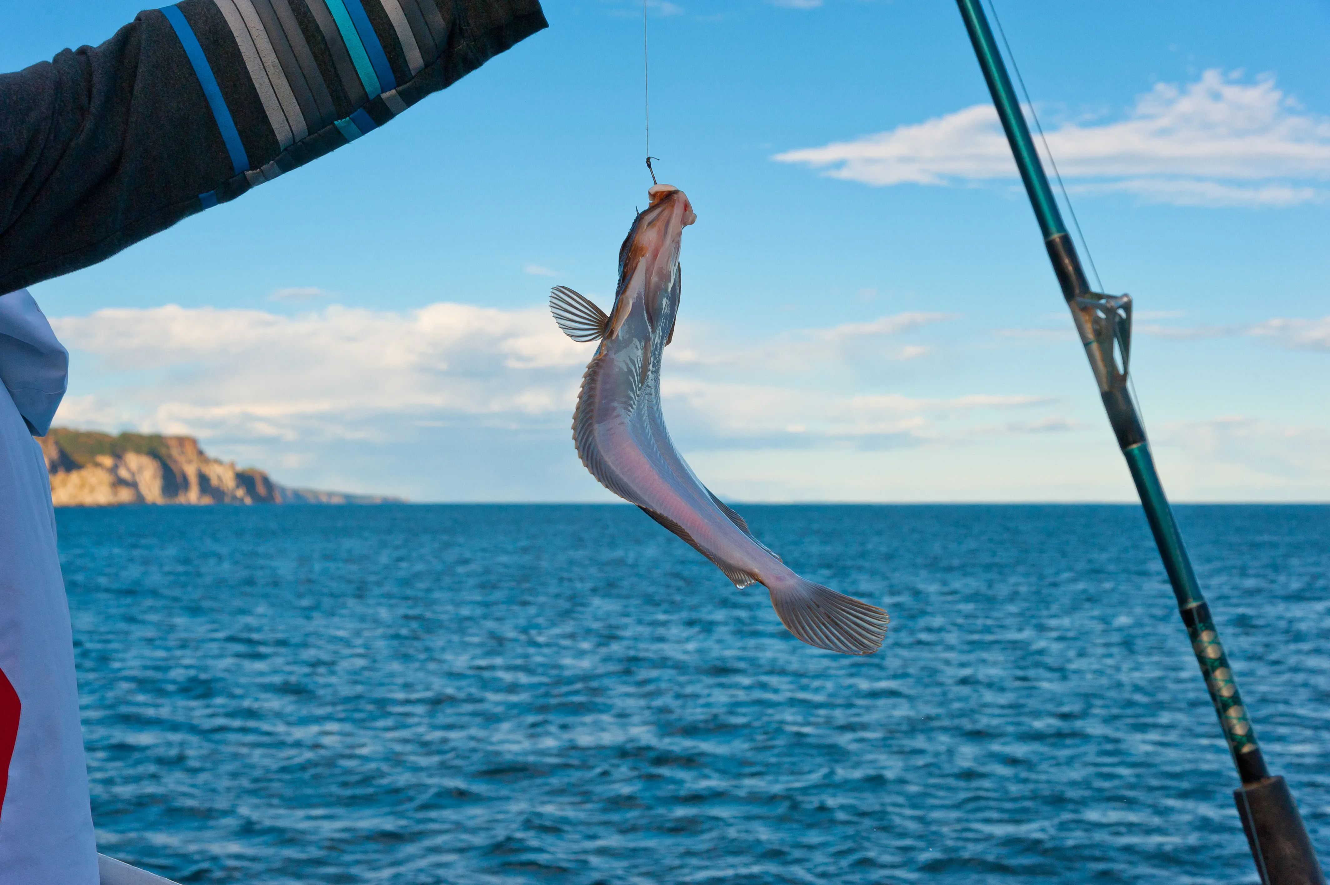 Catch Salmon or Flounder