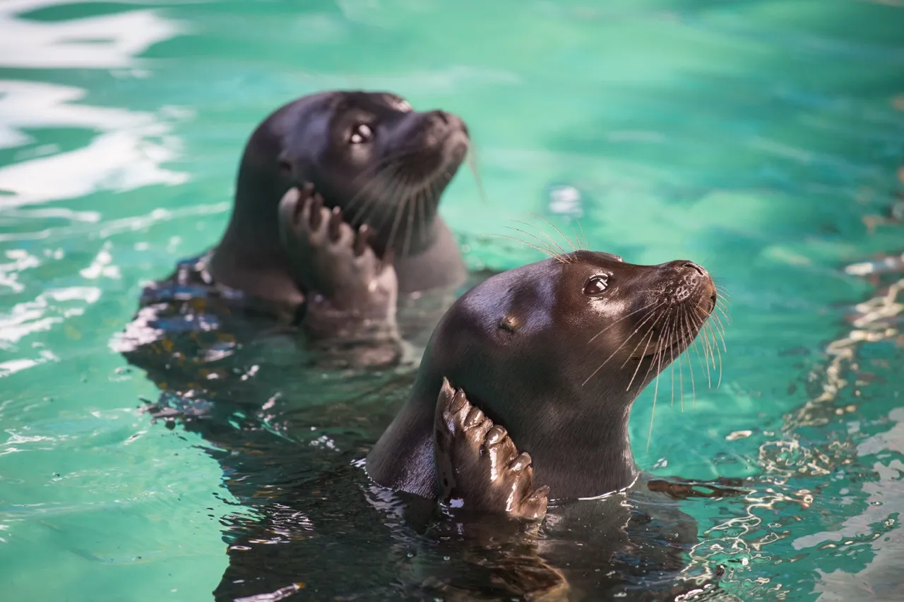 Baikal Seal Aquarium