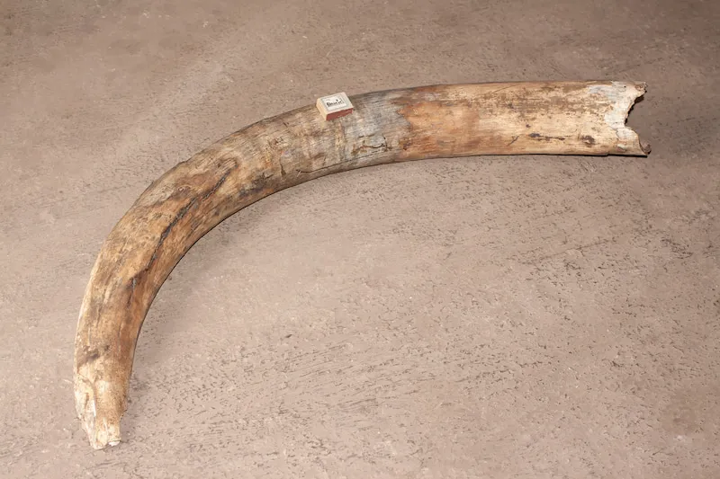 Mammoth Museum named after P.A. Lazarev