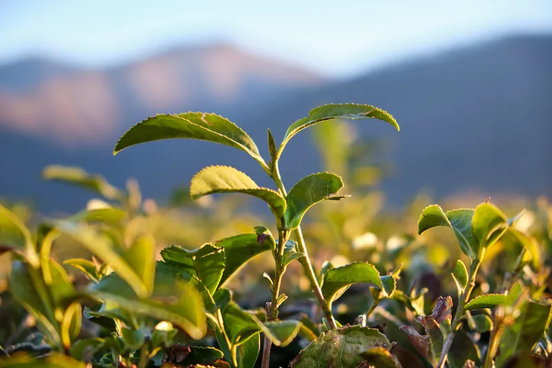 Tea