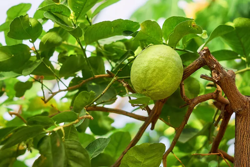 Ufa Lemonarium