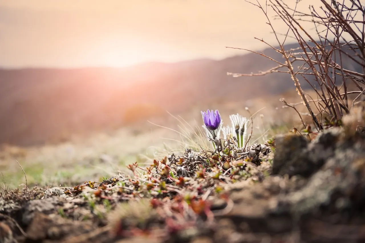 Spring