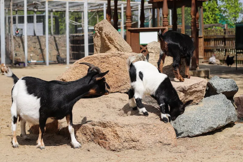Chelyabinsk Zoo
