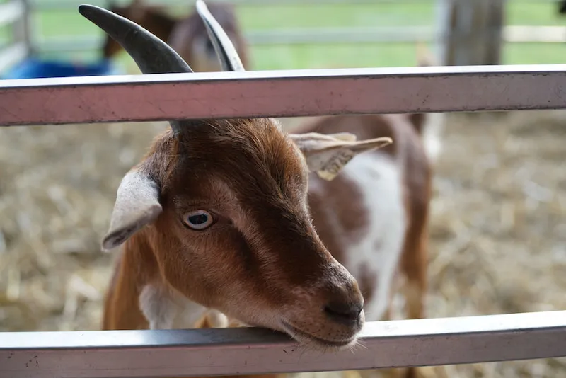 Amodovo Zoo Breeding Center