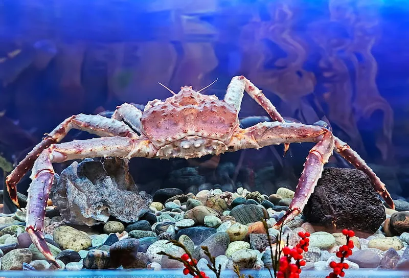 Kamchatka Crab