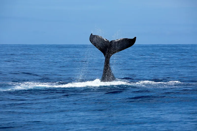 Expedition to Giant Whales