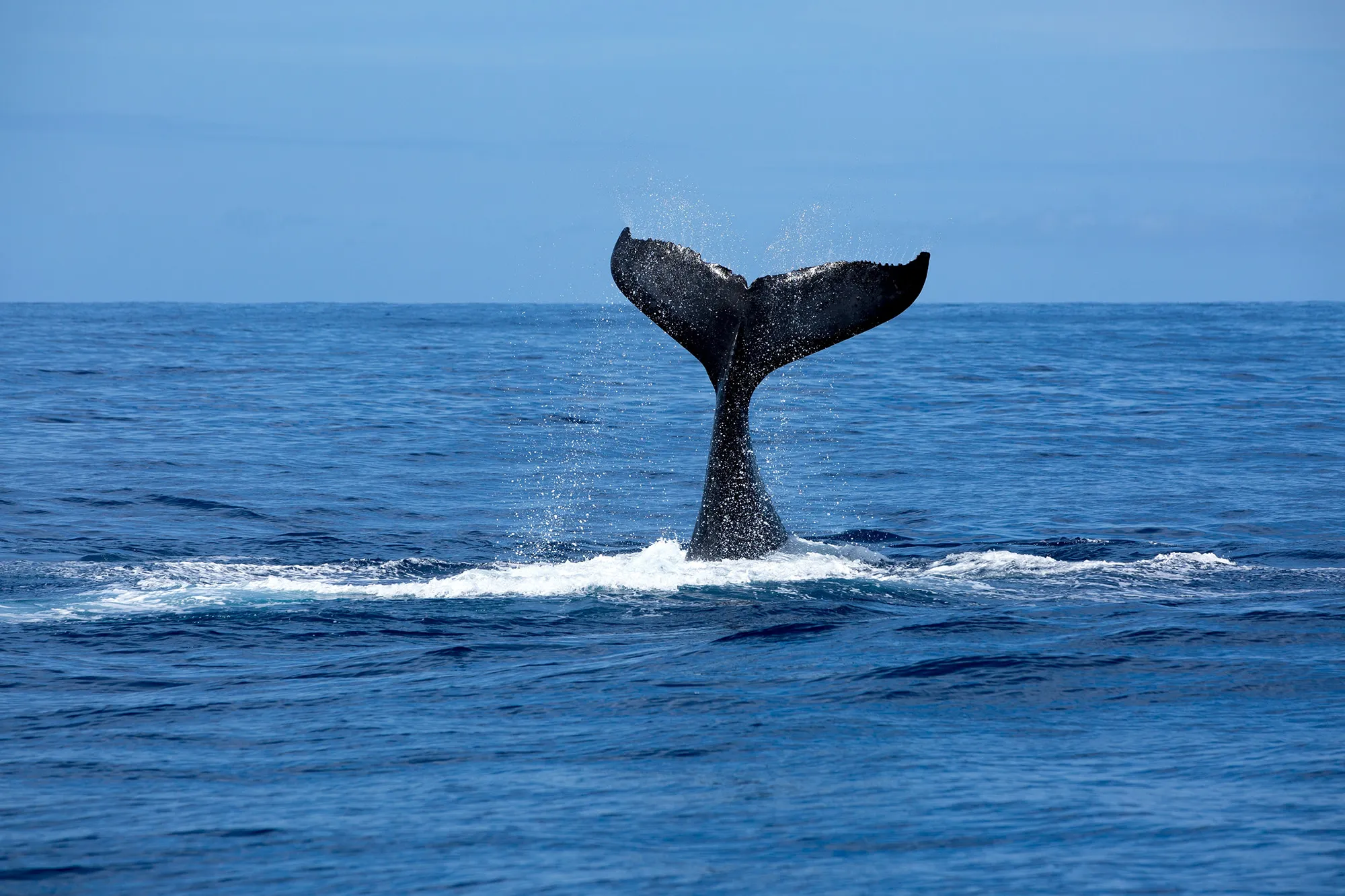 Expedition to Giant Whales