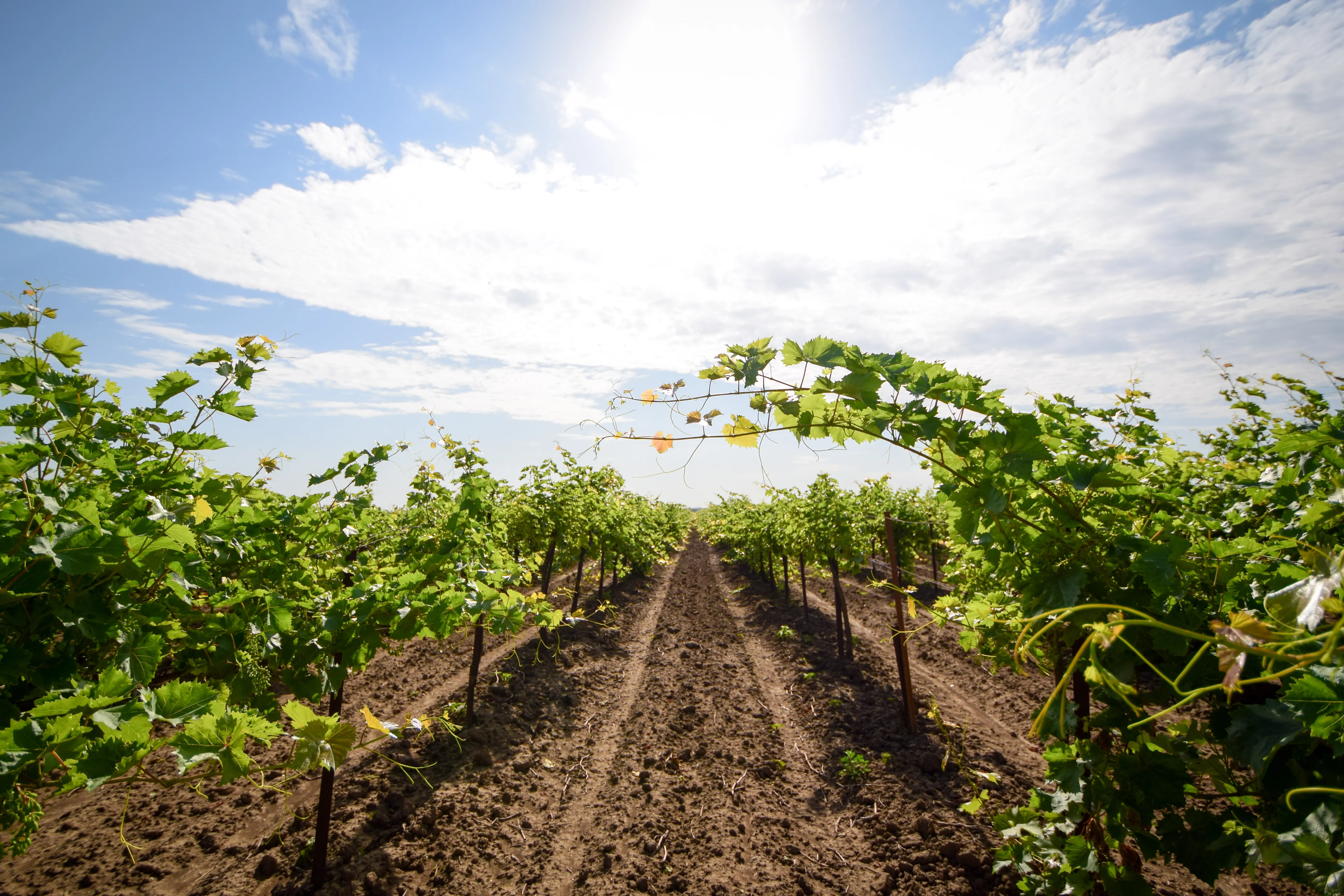 "Phanagoria" Museum-Reserve