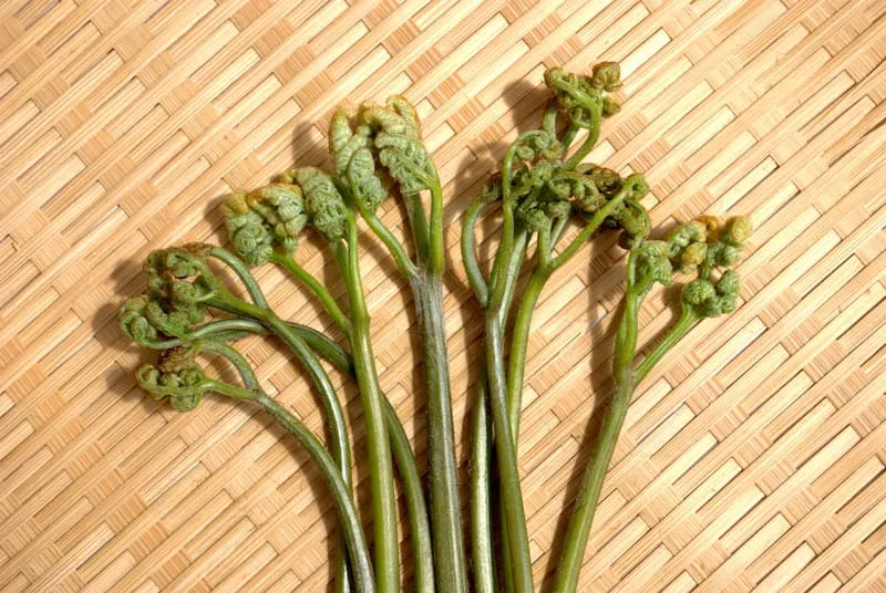 Pickled Fern