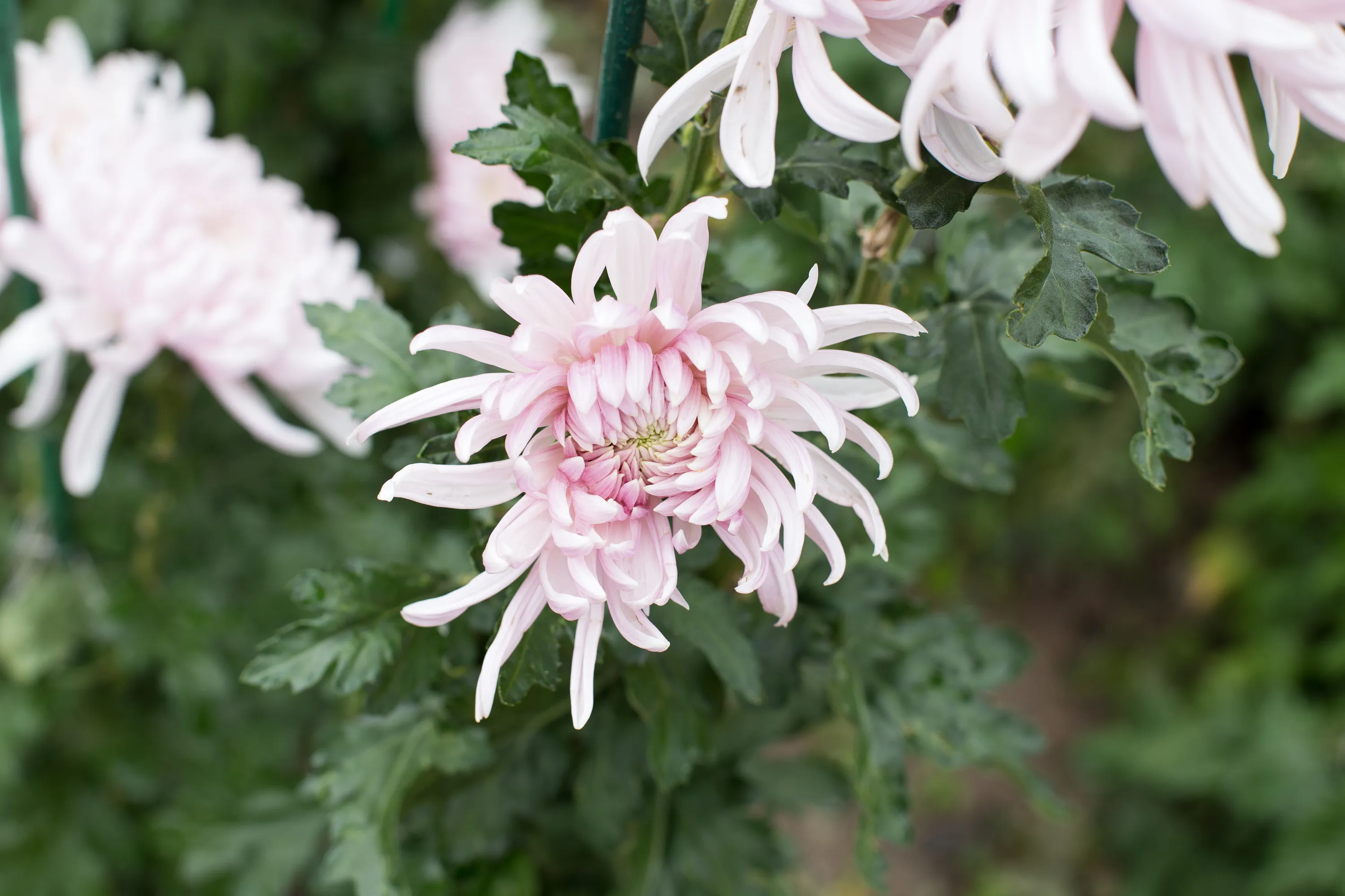 Zabaykalsky Botanical Garden