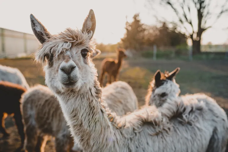 Alpaca Park