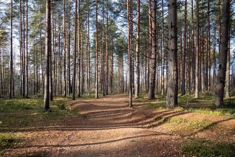 Pine Forest
