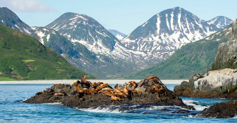 Sea Lion Haulout