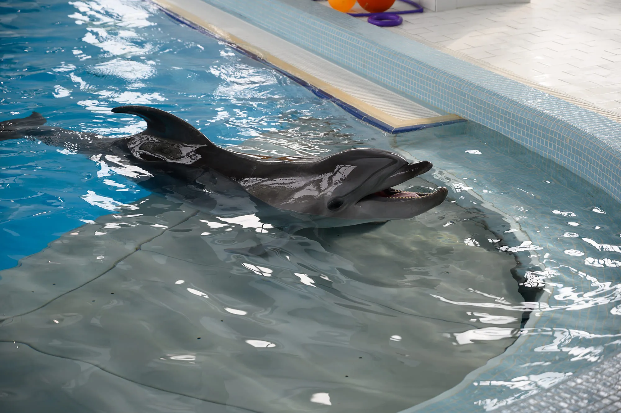  Center of Oceanography and Marine Biology “Delfiniya”