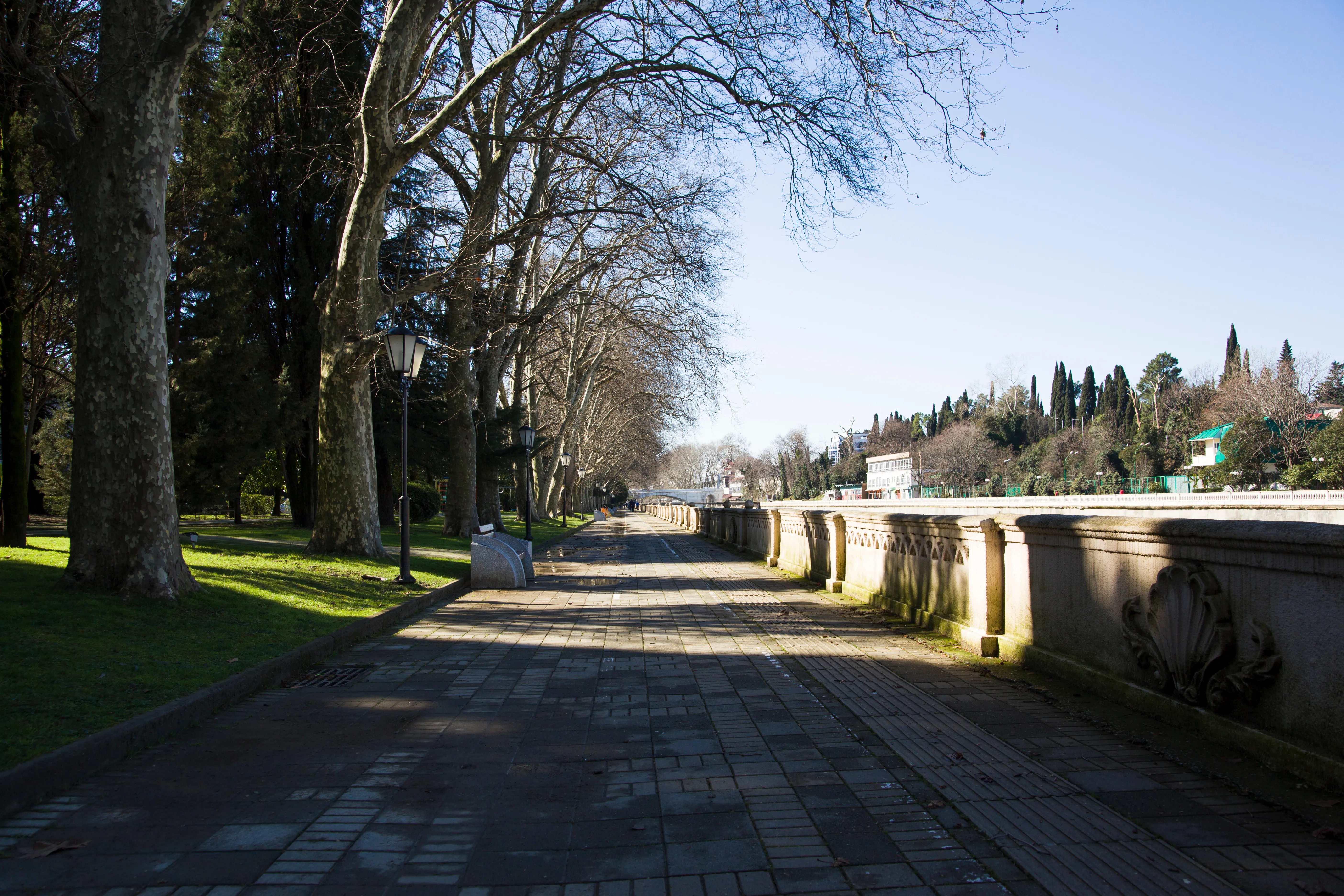 Plane Tree Alley